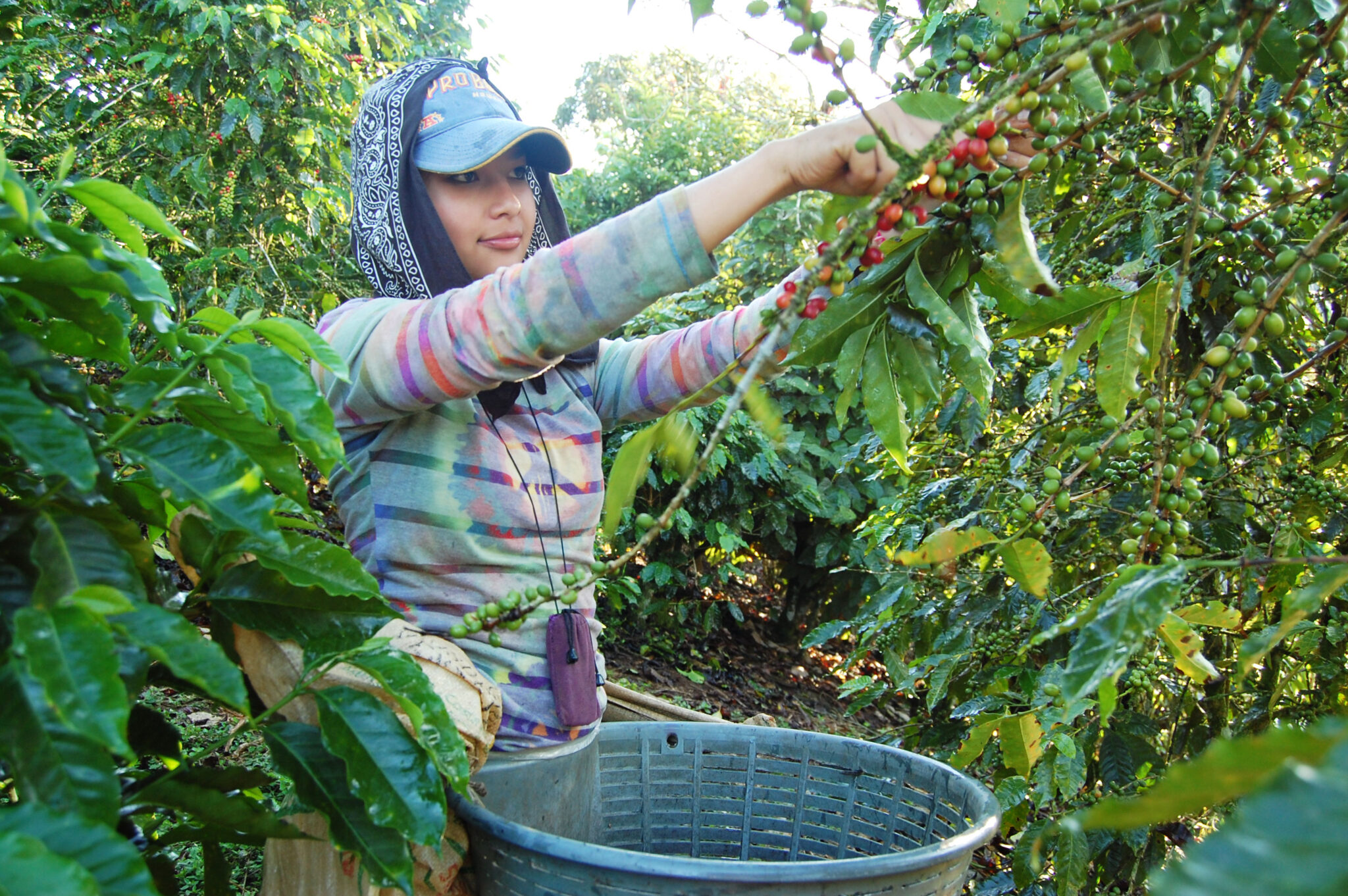 Get To Know Our Coffee Farmers | A Direct Trade Coffee Model